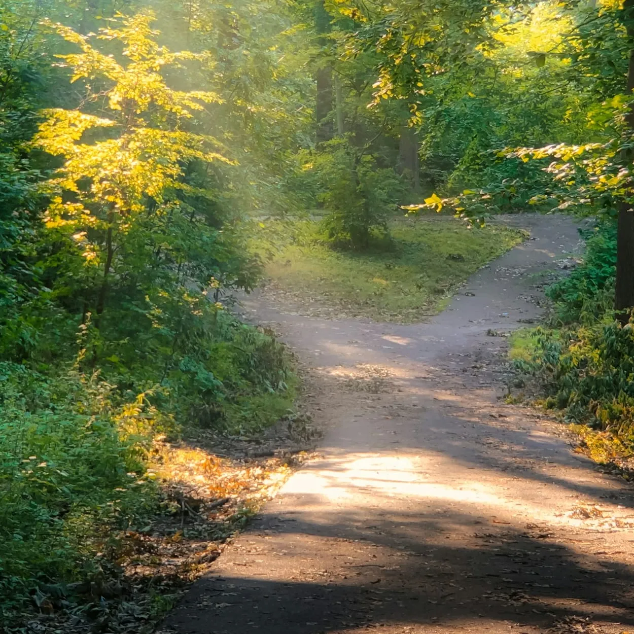 Sonniger Waldweg zwischen hohen grünen Bäumen